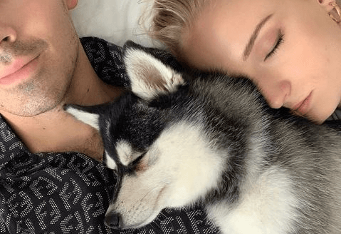 Joe Jonas y Sophie Turner honraron a su perro fallecido con un tatuaje
