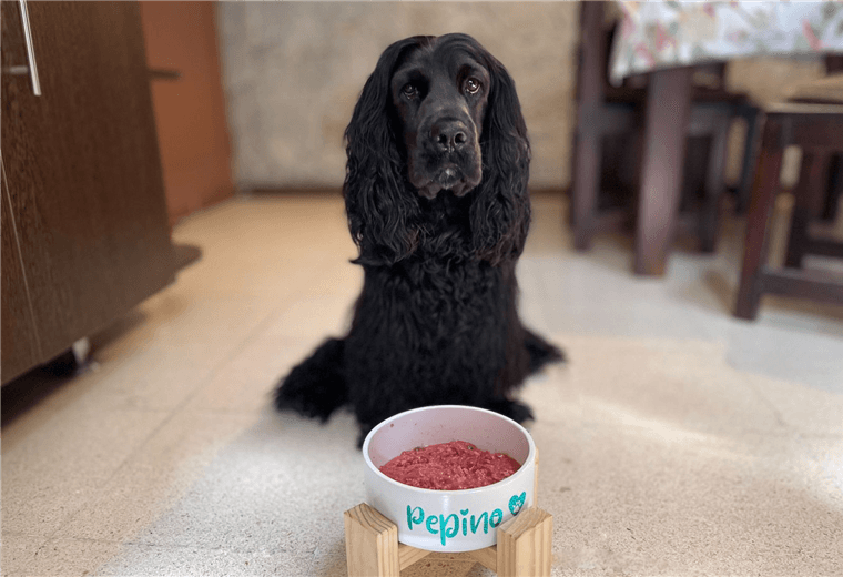¿Qué es la alimentación BARF y cuáles son los beneficios que proporciona a la mascota?