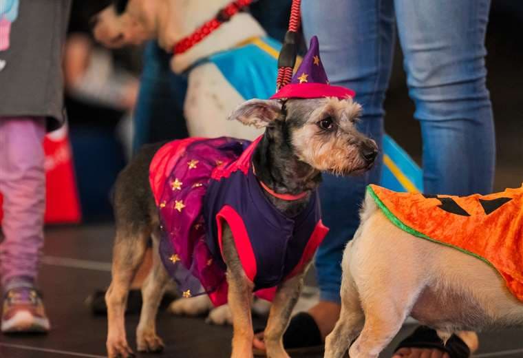 Feria recibirá a mascotas y sus familias este fin de semana en Heredia