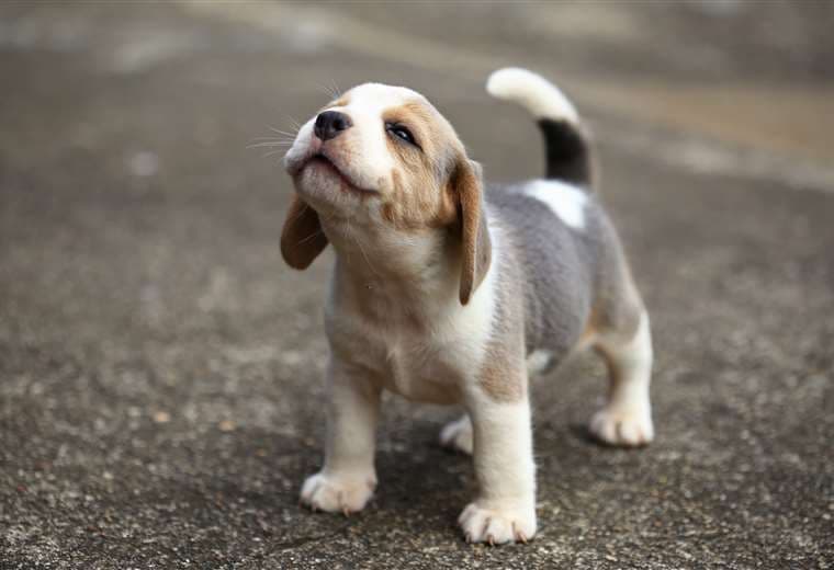 ¿Está considerando tener un perro o un gato por primera vez? Tome en cuenta estas recomendaciones