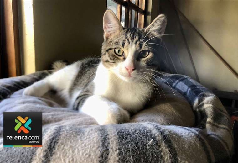 Adopte a un amigo fiel: 'Bob'