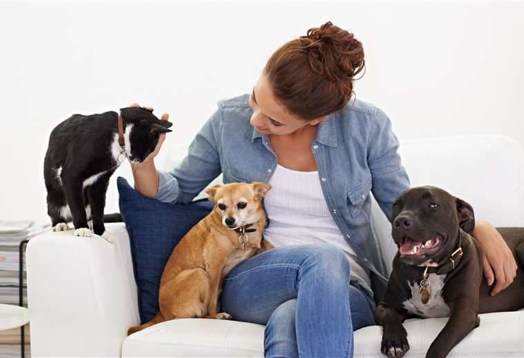 ¿Desea adoptar una mascota? Tome en cuenta estos consejos