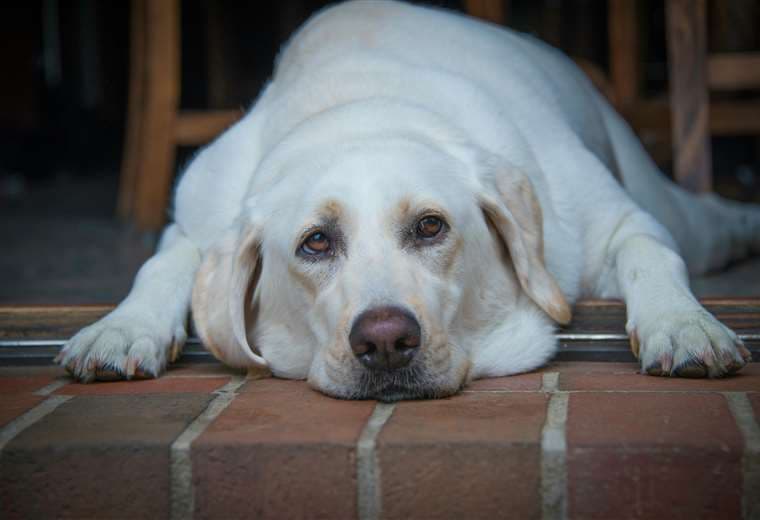 ¿Va a la romería y deja solas a sus mascotas? Estos son los cuidados que debe seguir