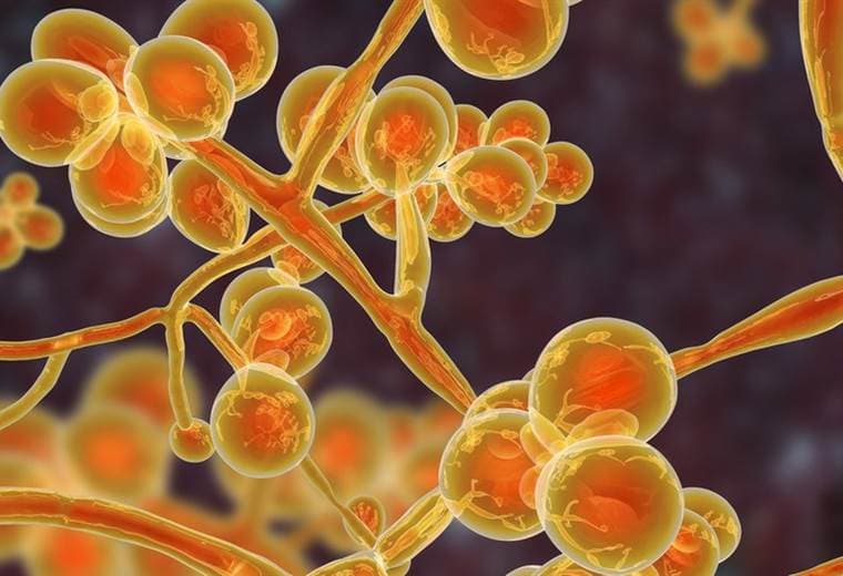 Candida auris: el mapa que muestra la peligrosa expansión de la infección por el hongo