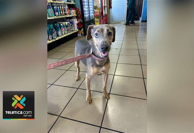Adopte a un amigo fiel: 'Picolino'
