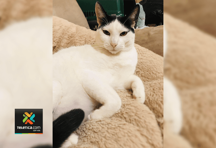 Adopte a un amigo fiel: ‘Moi’