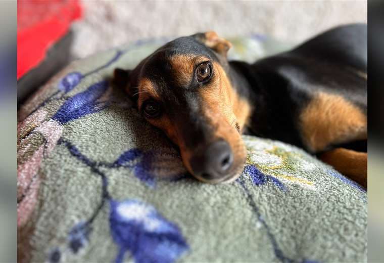 Adopte a un amigo fiel: ‘Bamboo’