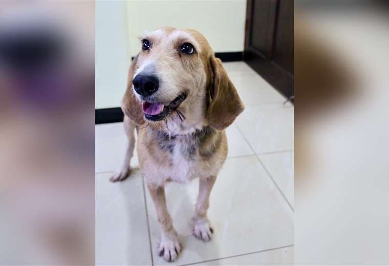 Adopte a una amiga fiel: 'Dulce'