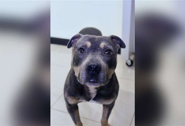 Adopte a un amigo fiel: 'Alex'