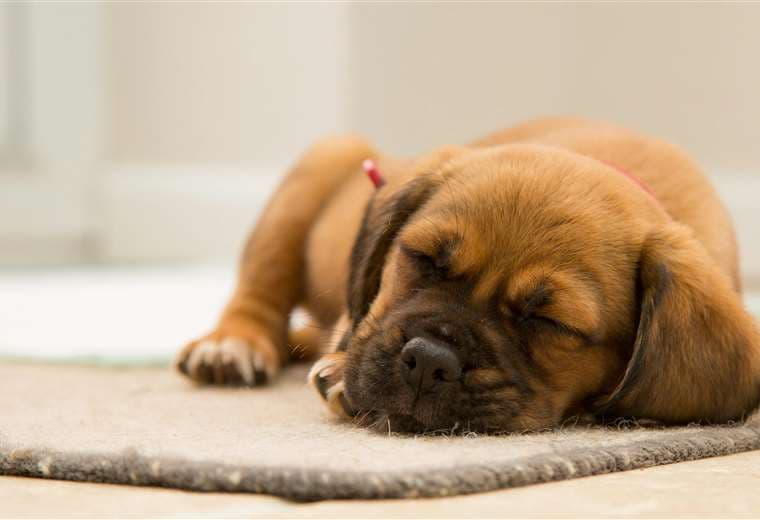 Distemper y parvovirus: cómo proteger a los cachorros de dos enfermedades mortales