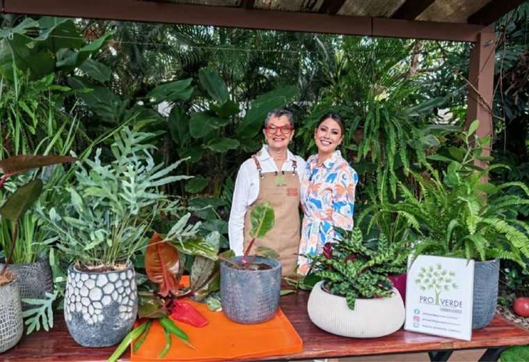 Guía fácil para multiplicar las plantas y transformar su hogar