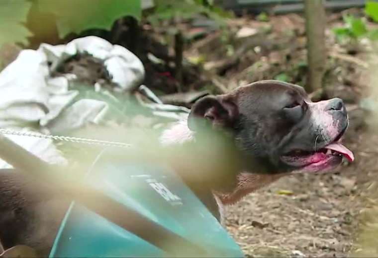 Senasa aún no define qué hará con el perro que mató a adulto mayor