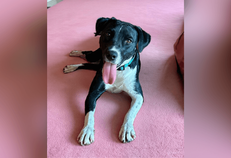 Adopte a una amiga fiel: 'Olivia'