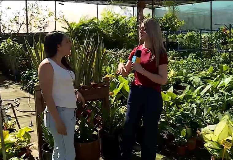 Verde en casa: plantas que renuevan cualquier espacio