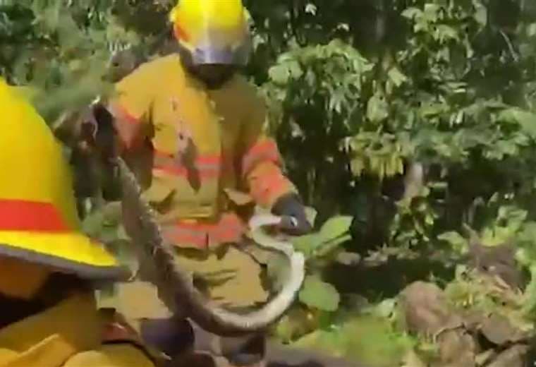 Bomberos capturan serpiente de casi 3 metros en Siquirres