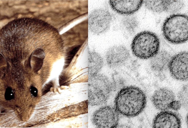 Identifican cepa andina de hantavirus que se transmite entre humanos en crucero que zarpó de Argentina