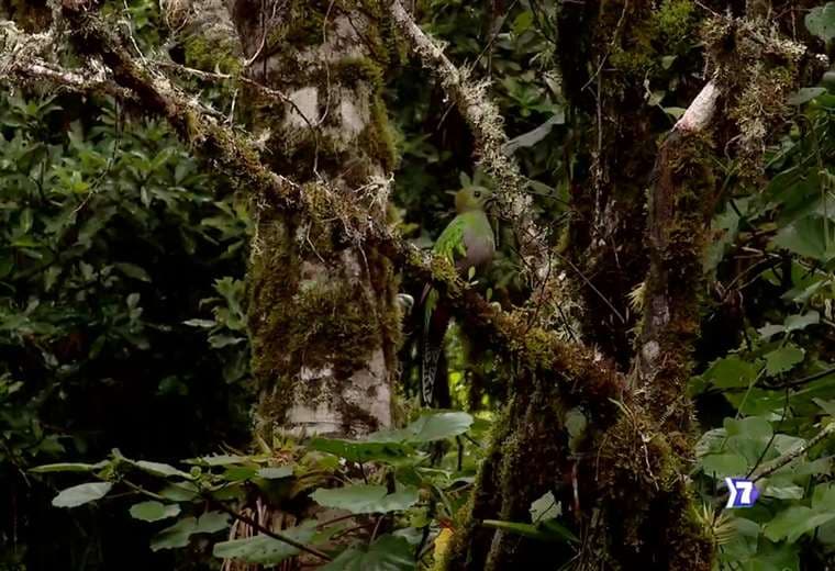 Cuando conservar el bosque se convierte en el mejor negocio