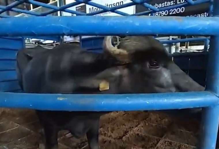 Nueve familias de Guanacaste recibirán búfalos para fortalecer su producción agropecuaria