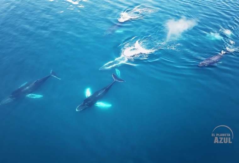 'El Planeta Azul' | Episodio 1: 'Costa Rica, Cuna de Ballenas'