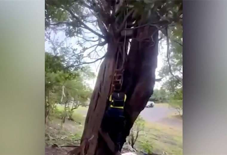 En la copa de un árbol: Policía descubre insólito sitio para ocultar consumo de drogas
