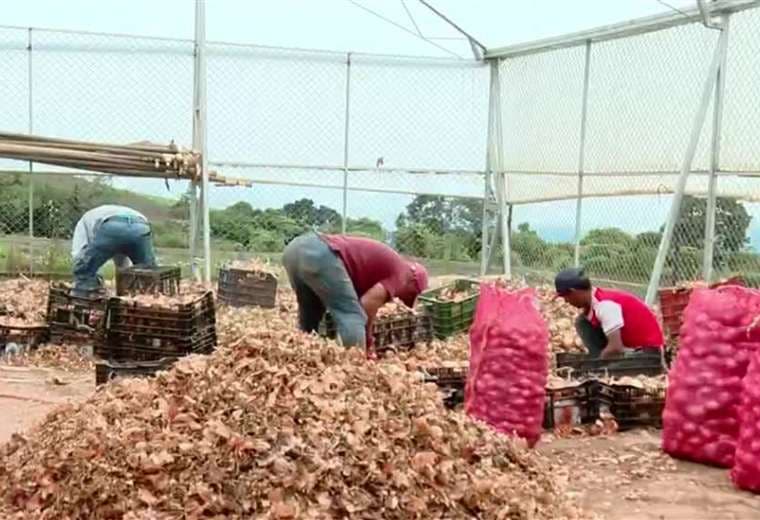 Disminuyen importaciones de cebolla en Costa Rica