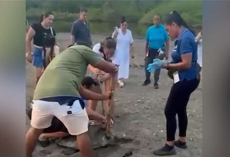 Video: Tortuga lora llegó a Ostional con un peligroso “collar” plástico