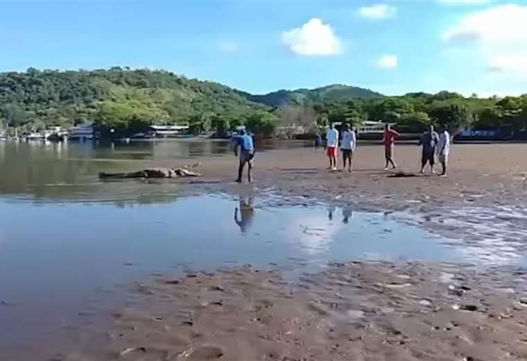 Video: Atrapan cocodrilo ciego que atemorizó a vecinos y turistas en Caldera