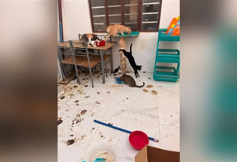 Senasa brinda atención a gatos vinculados al detenido por ataque la médica veterinaria