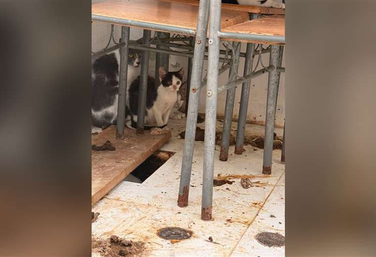 Senasa interviene para atender a gatos vinculados con detenido por ataque a veterinaria