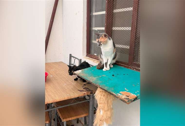 Senasa brinda atención a gatos vinculados al detenido por ataque la médica veterinaria