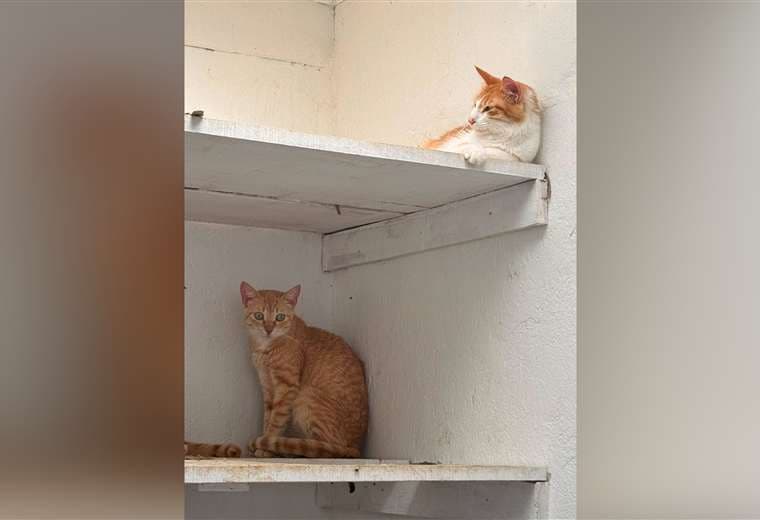 Senasa brinda atención a gatos vinculados al detenido por ataque la médica veterinaria