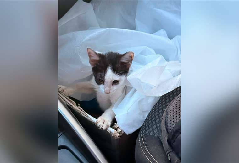 Senasa brinda atención a gatos vinculados al detenido por ataque la médica veterinaria